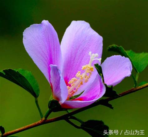 木槿花種植|木槿花，颜色鲜艳、繁花似锦！这样养护，年年花开开满园